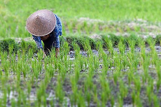 印度尼西亚,巴厘岛,乌布,农民,女人,稻田
