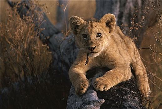 非洲狮,狮子,幼兽,原木上,树皮,嘴,塞伦盖蒂国家公园,坦桑尼亚
