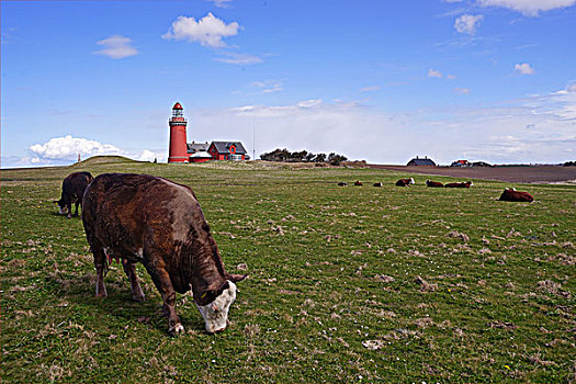 牛,放牧,靠近,灯塔,日德兰半岛
