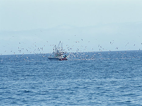 海鸟,渔船,牧群