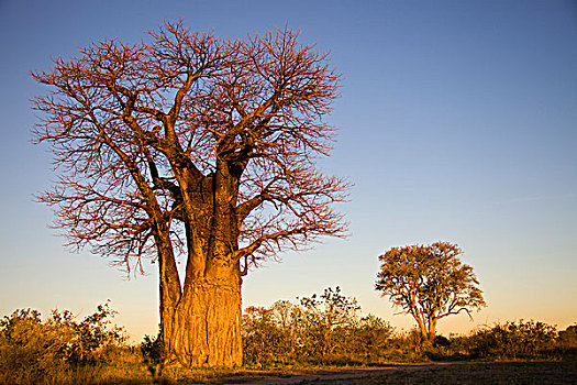 非洲,猴面包树,博茨瓦纳