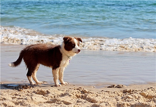 博德牧羊犬,小狗,海滩