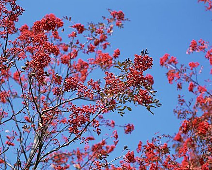 欧洲花楸