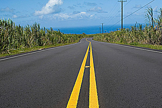 道路,通过,风景,夏威夷,美国