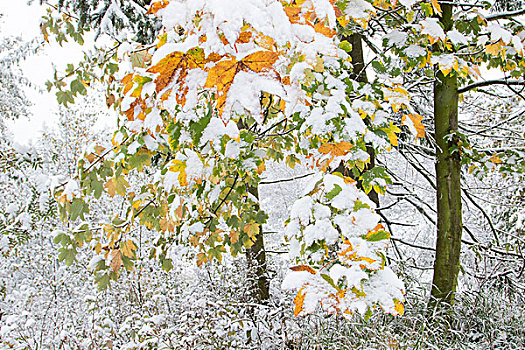 早,初冬,枫树,秋色,雪,黑森州,德国,欧洲