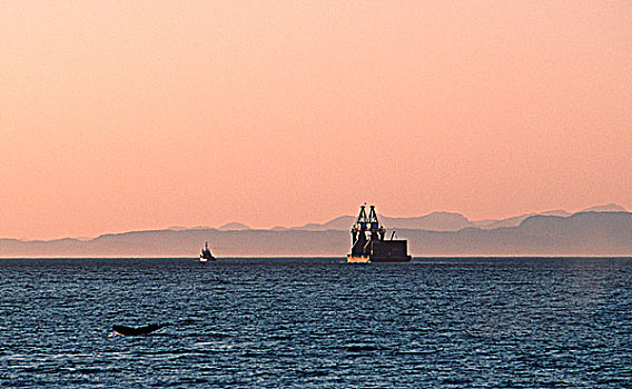 约翰斯顿海峡,驼背鲸,尾部,驳船,温哥华岛,不列颠哥伦比亚省,加拿大