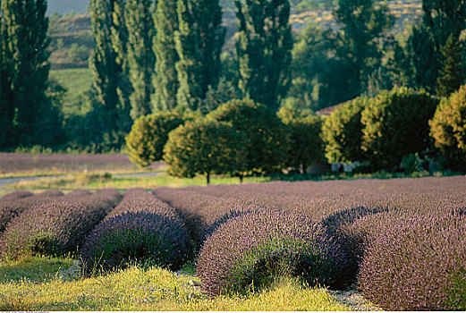 薰衣草,普罗旺斯,法国