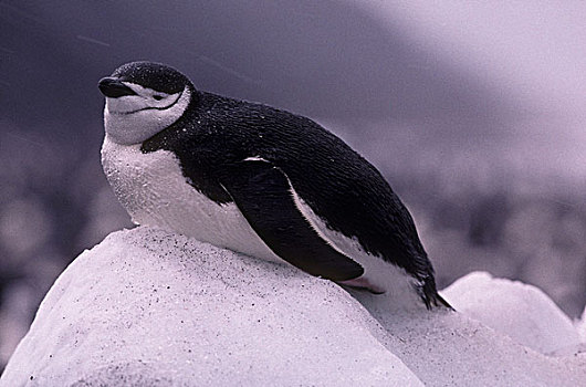 南极,欺骗岛,帽带企鹅,南极企鹅,休息,冰山,海滩