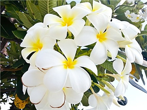 白色,鸡蛋花,树