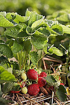 成熟,草莓,农场,安大略省,加拿大