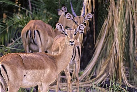 博茨瓦纳,奥卡万戈三角洲,黑斑羚