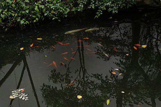 中式庭院园林鱼池