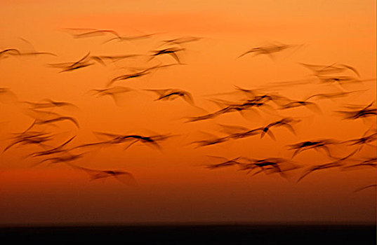 火烈鸟,成群,飞行,日落,动感效果,瓦利斯港,纳米比亚,非洲