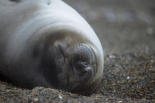 海豹,躺着,岸边,瓦尔德斯半岛,阿根廷