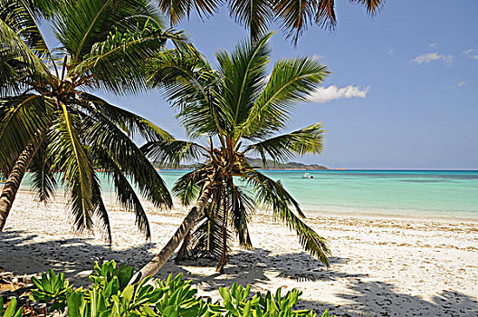 椰树,树,海滩,普拉兰岛,塞舌尔,非洲,印度洋