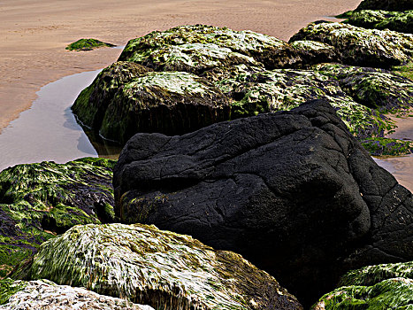 北爱尔兰,安特里姆郡,堤道,海岸,贻贝,石灰石,绿藻,暗色,玄武岩,石头,沙滩