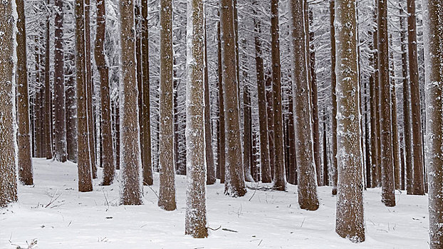 积雪,树干,树林,云杉,榕属植物,雪,自然公园,瓦绍,下奥地利州,奥地利,欧洲