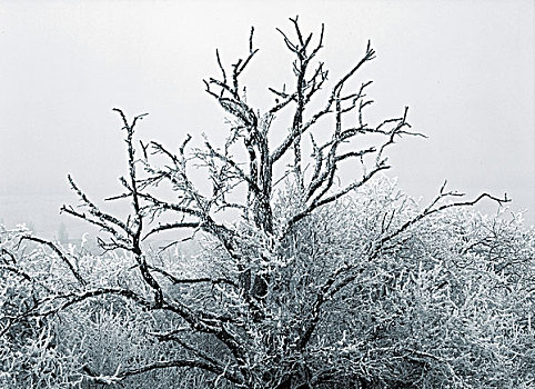 裸露,树,霜