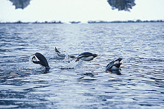 南极,巴布亚企鹅,鼠海豚,游泳
