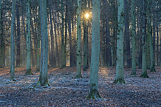 树林,冬天,太阳,黑森州,德国