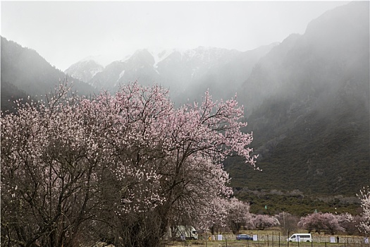 野桃花观赏圣地索松村