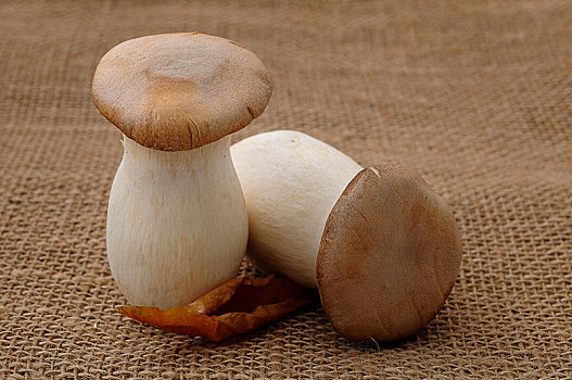 两个,法国,蘑菇