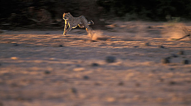 非洲,肯尼亚,安伯塞利国家公园,模糊,图像,印度豹,猎豹,追逐,黑斑羚,黎明