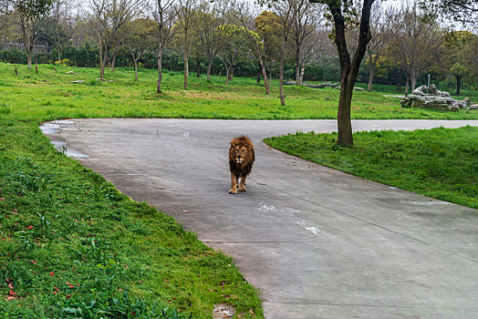 上海野生动物园各种动物