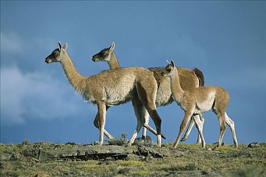 原驼,女性,幼小,托雷德裴恩国家公园,巴塔哥尼亚,智利