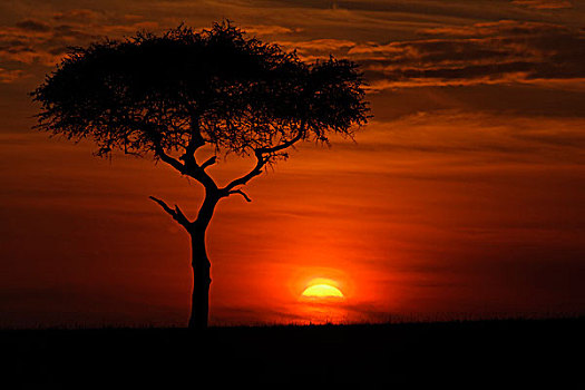 孤树,剪影,日出,马赛马拉,肯尼亚