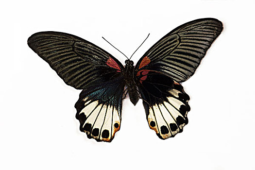 摩门教,燕尾蝶,凤蝶,对比,上面,右边,翼,仰视,左边
