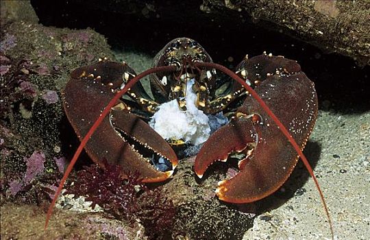 龙虾,螃蟹,亚速尔群岛,大西洋,水下,海洋生物,葡萄牙
