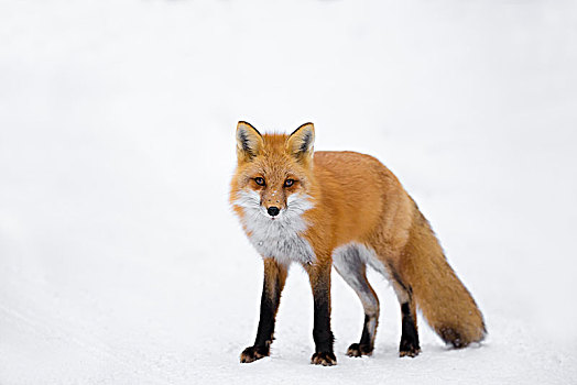 红狐,狐属,站立,雪中,看镜头,阿尔冈金省立公园,安大略省,加拿大,北美