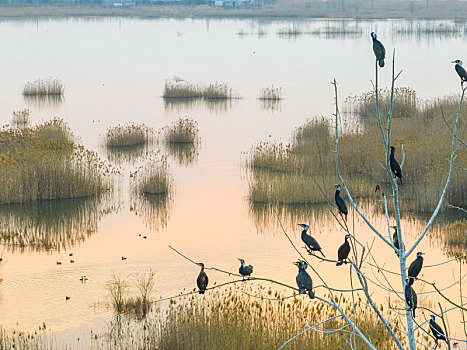 江苏东海,大美湿地,鸟儿乐园