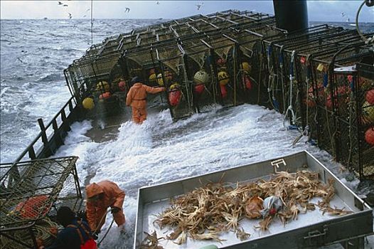 捕魚者,工作,甲板,壞天氣,白令海,螃蟹,季節