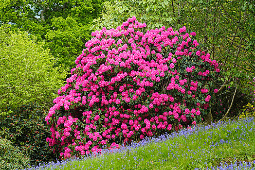 花,杜鹃花属植物,花园,靠近,康沃尔,英格兰,英国,欧洲