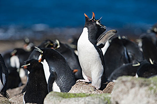 凤冠企鹅,南跳岩企鹅,生物群,福克兰群岛