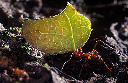 切叶蚁,热带雨林,内华达山脉,国家公园,委内瑞拉