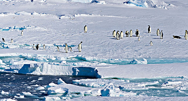 冰架,南极,帝企鹅,全景,合成效果,大幅,尺寸