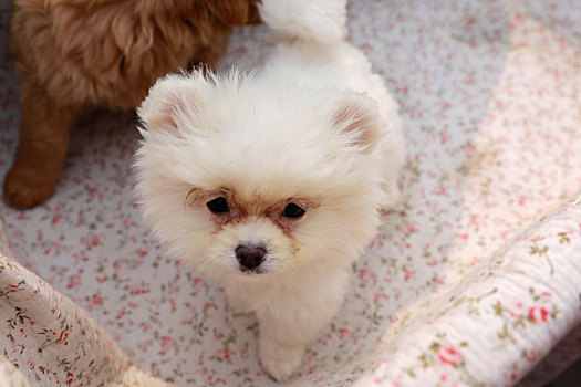 毛茸茸的白色的可爱的宠物小狗