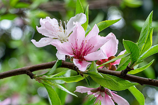 桃花春天盛开