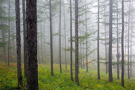 树林,雾