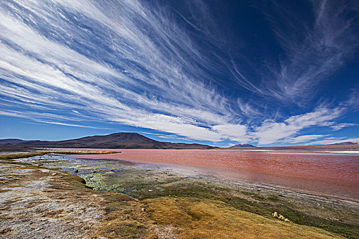 泻湖,高原,区域,玻利维亚