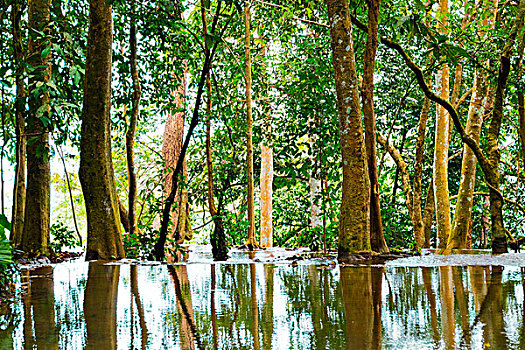 树,反射,水,瀑布,琅勃拉邦,省,老挝,亚洲