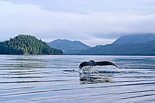 驼背鲸,工作,水道,王子,不列颠哥伦比亚省,加拿大