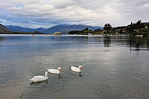 瓦纳卡湖景与水鸟