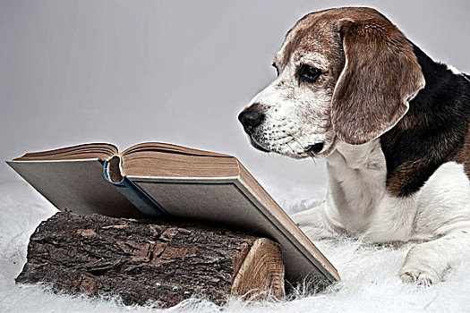 小猎犬,读,书本