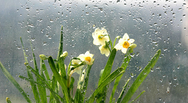 水珠,雨滴,朦胧,水仙花,光,盆栽