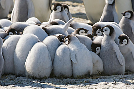 南极,威德尔海,雪丘岛,帝企鹅,幼禽,簇拥,保暖