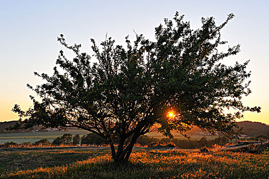 树,日落,瑞典